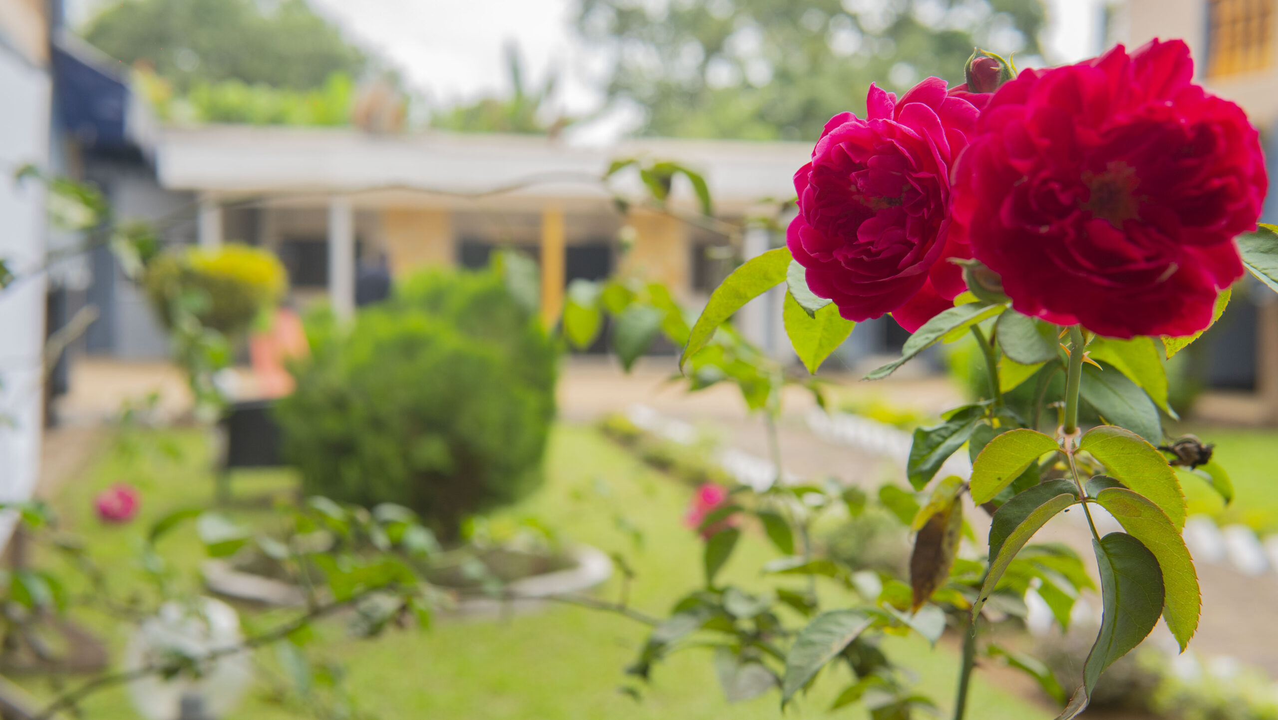 Terrasse verte Fidelie Hôtel